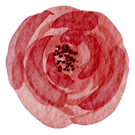 Watercolor Red Rose with Stroke