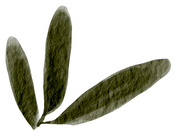 Watercolor Leaf with Stroke