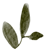 Watercolor Leaf with Stroke