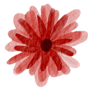 Watercolor Red Daisy with Stroke