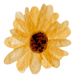 Watercolor Sunflower Rose with Stroke